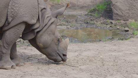 greater one-horned rhinoceros grazing on sandy ground in a naturalistic zoo enclosure, side view
