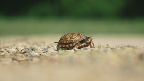 Tortuga-De-Caja-En-Verano-Concha-Tortise-Animal-Naturaleza-Primavera