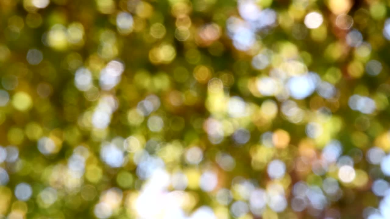 Green bokeh blurred abstract background, foliage leaves swaying in wind. Bokeh light 4K