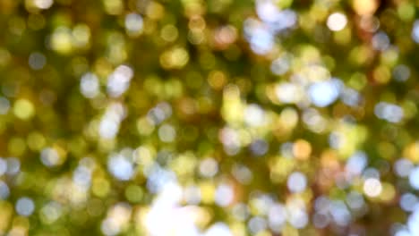 green bokeh blurred abstract background, foliage leaves swaying in wind. bokeh light 4k