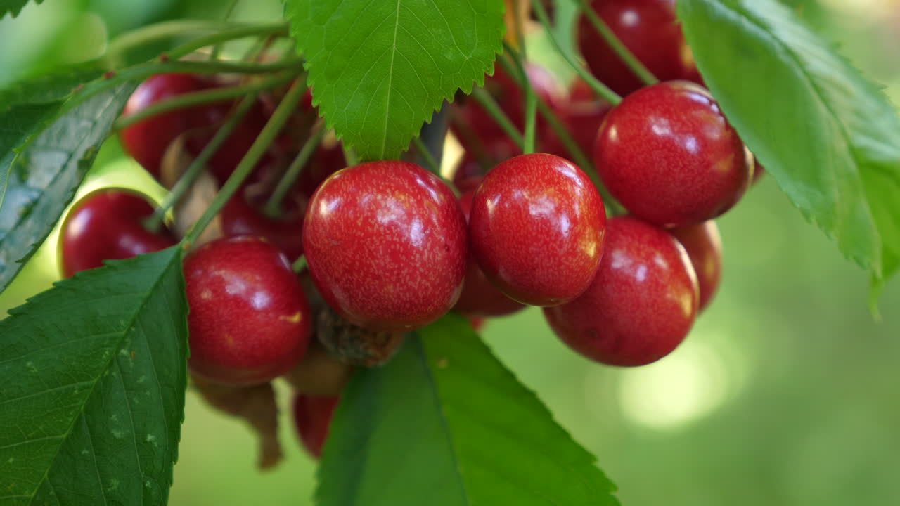 toma estática y en cámara lenta de cerezas rojas frescas colgando de un cerezo, en fevik, condado de aust-agder, en el sur de noruega