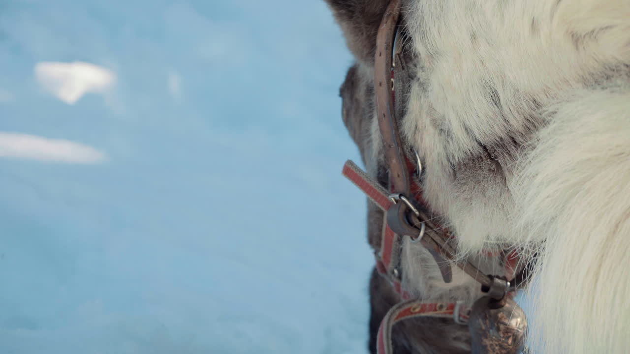 renos que comen musgo del suelo