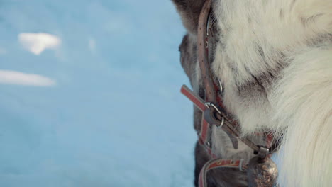 reindeer that eat moss from the ground