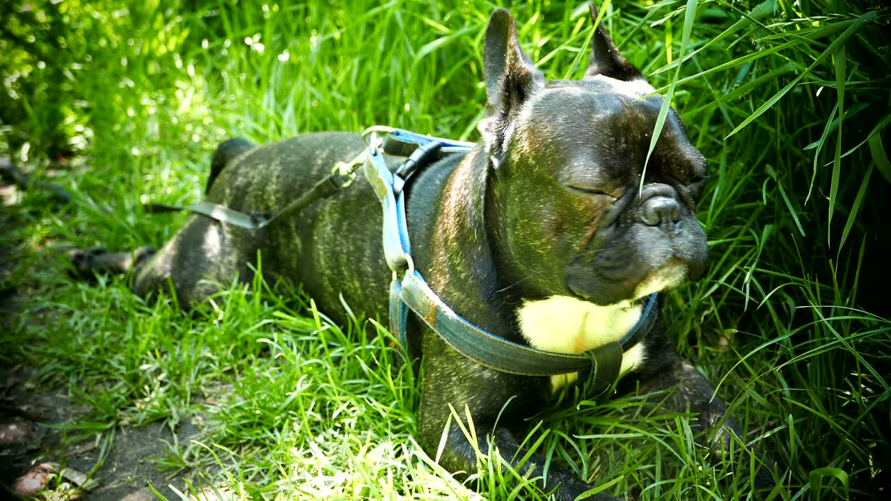 초록 잔디에 누워있는 동물 프랑스 불도그