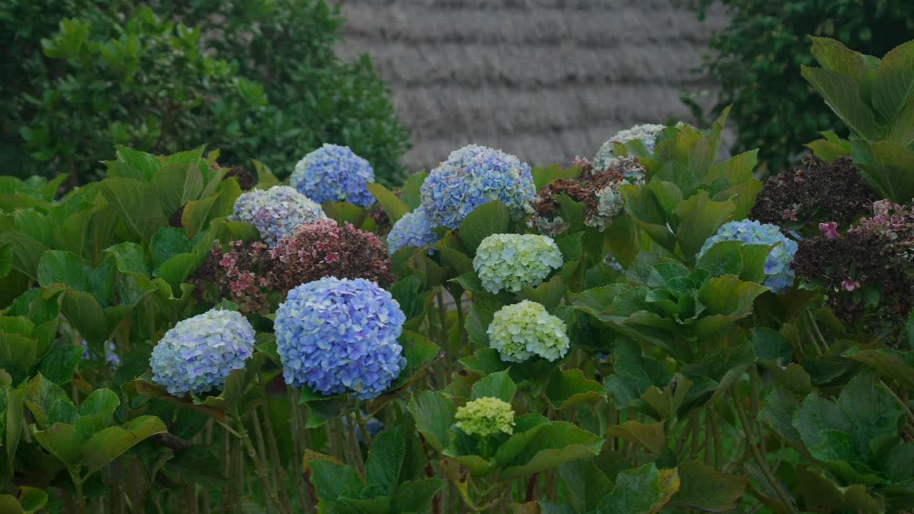 el pie de la planta de hortensia filmado en madeira, portugal, en las casas tradicionales en forma de a en el pueblo de santana filmado con movimiento cinematográfico
