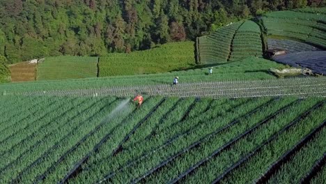 grupo de trabajadores agrícolas rociando pesticidas contra animales e insectos en plantaciones en asia - toma de órbita aérea