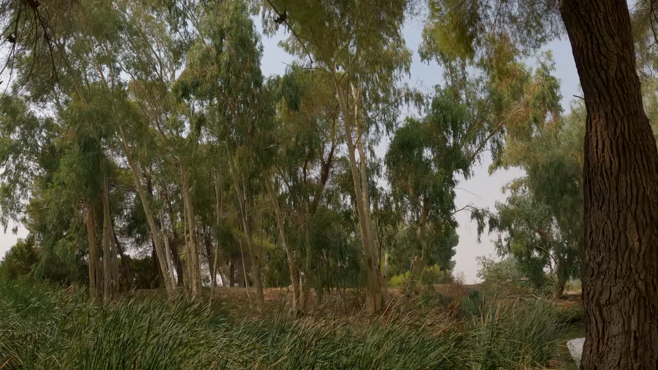 나무 사이를 지나 늪지대를 넘어 꿈속에 떠 있는 듯