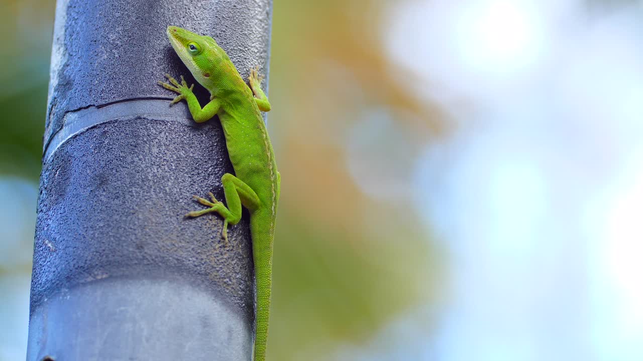 lagarto nativo hawaiano sube al mástil de internet satelital de starlink en una ubicación fuera de la red en la isla de hawai