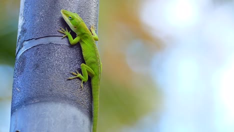 lagarto nativo hawaiano sube al mástil de internet satelital de starlink en una ubicación fuera de la red en la isla de hawai