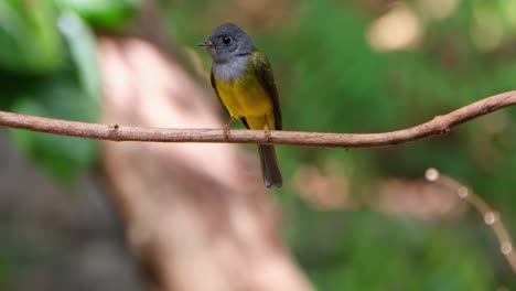 Mirando-Hacia-Abajo-Y-Alrededor-Mientras-Se-Posa-En-Una-Enredadera-Mientras-La-Cámara-Se-Aleja,-Papamoscas-Canario-De-Cabeza-Gris-Culicicapa-Ceylonensis,-Tailandia