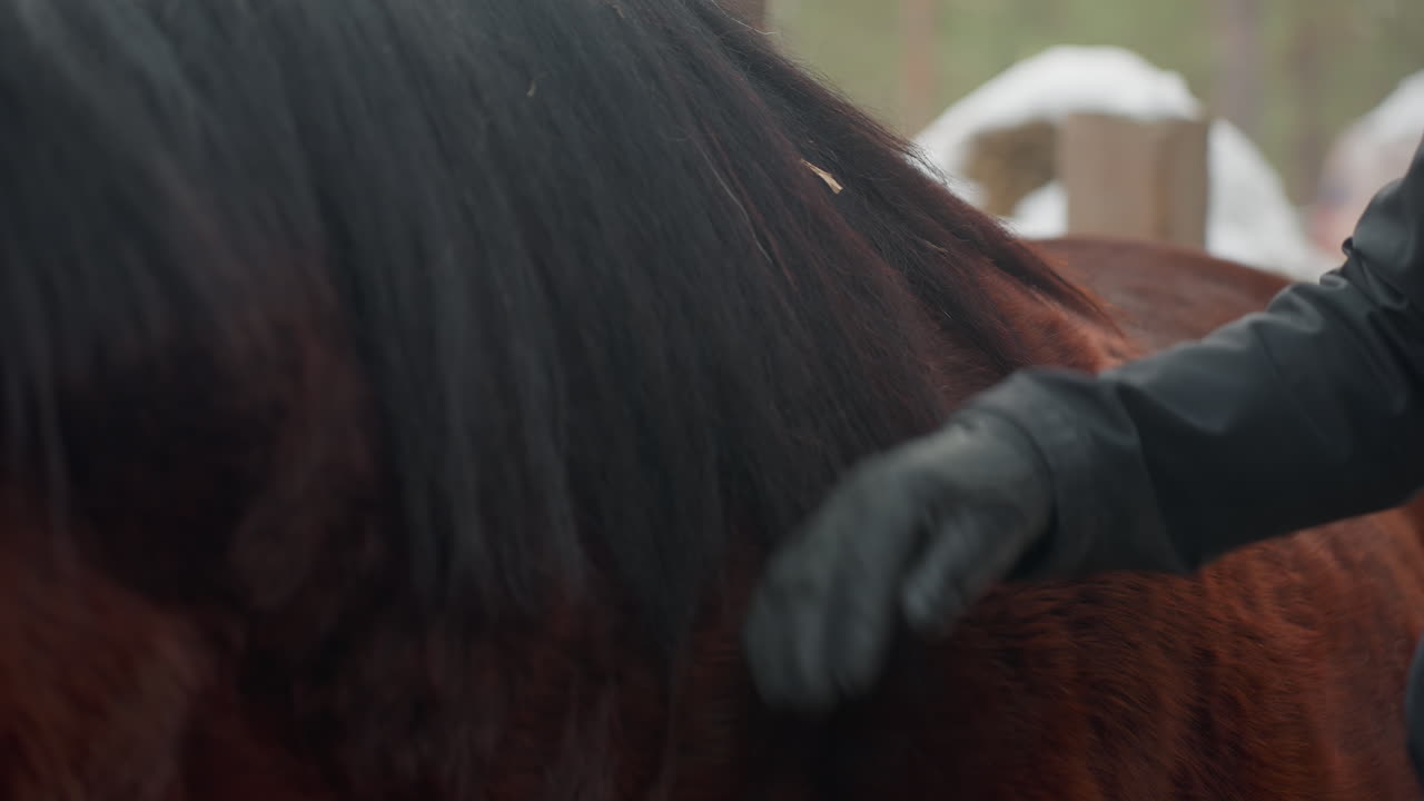cuidador acariciando la crin de un caballo castaño cerca del establo, mano enguantada alisando el pelaje, estrecha conexión entre humano y equino, luz invernal y ambiente tranquilo, textura táctil de la crin y la chaqueta