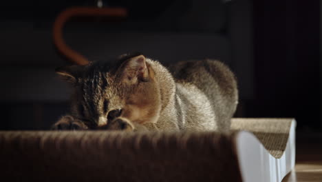 un lindo gato británico de pelo corto en el poste de rascarse