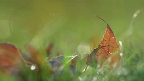 Orange-leaves-lying-green-grass-close-up.-Fallen-leaf-on-greenery-background.