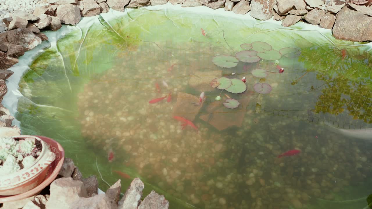 small decorative pond with clear water red fish lily pads and stones in natural garden setting