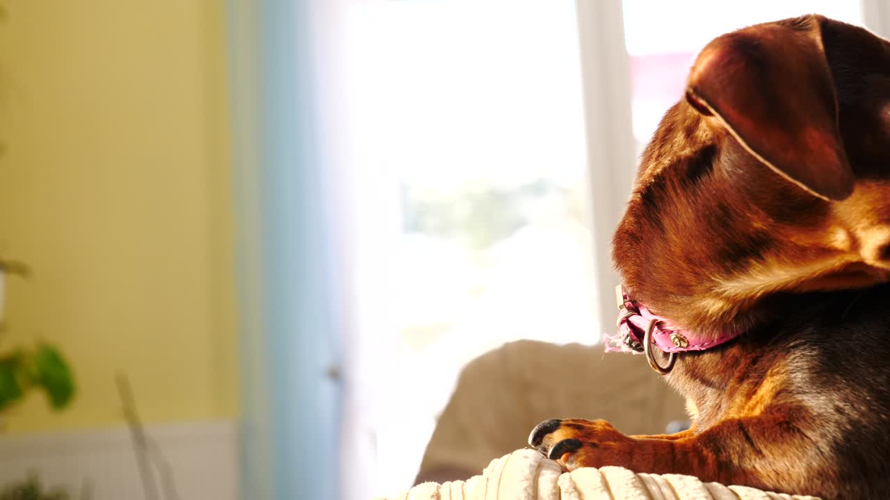 Little dachshund relaxing on sofa