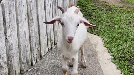 white goat at a farm