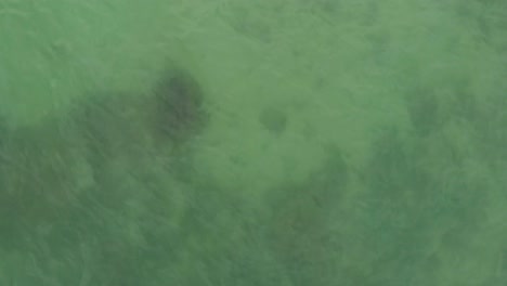 una toma aérea se enfoca en una playa y un mar antes de convertir la cámara en una jungla majestuosa