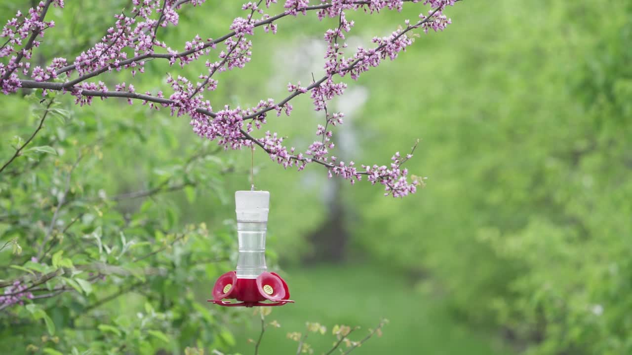 Hummingbird feeder hangs in a redbud tree with flowers as insects fly around