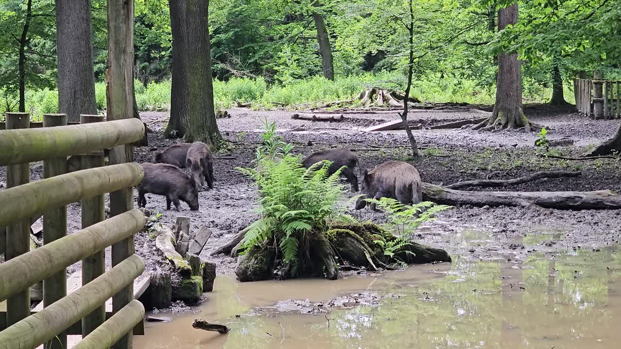 Wild boars in a muddy forest