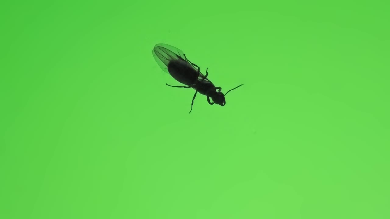 regina alata di una formica da giardino nera