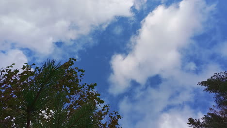 low angle shot of tree branches with white cloud movement along blue sky in the background at daytime