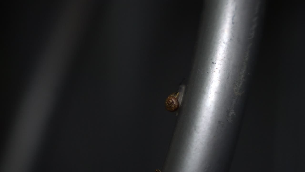Detailed 4K close-up of a garden snail crawling on a metallic bar. The focus is on the snail's shell and antennae as it moves slowly against a blurred background