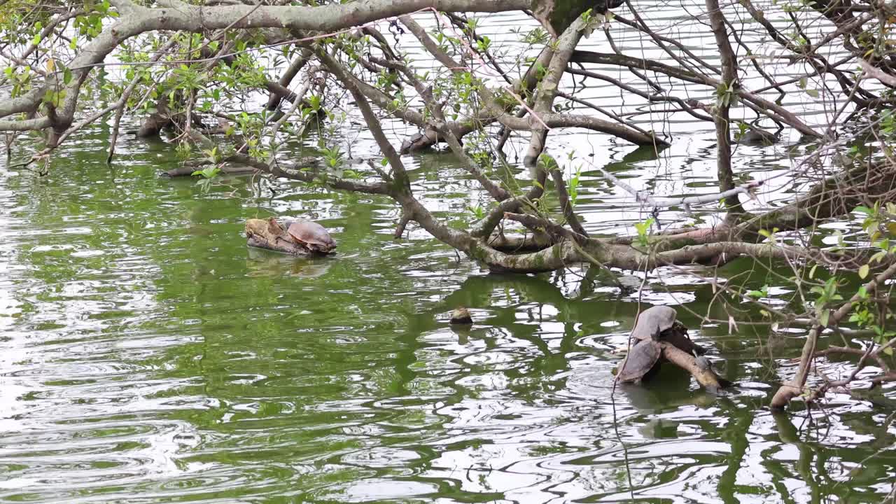 черепаха, плавающая по ветвям в озере.