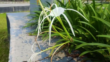 white-flowers-and-green-leaves-in-the-garden