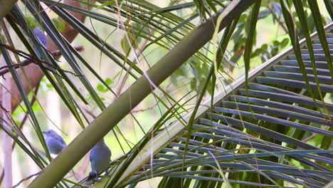 Large-quantity-of-Blue-Gray-Tanager-bird-in-paineira-foliage-in-Minca,-Colombia