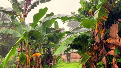 banana trees soak under heavy tropical rain in a lush rural setting. ideal for agriculture, climate change, nature, weather, and documentary use