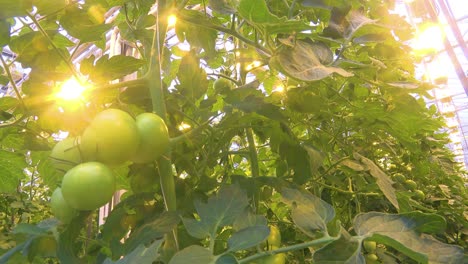 Interior-establishing-shot-of-an-Iceland-greenhouse-using-geothermal-hot-water-to-grow-tomatoes-1