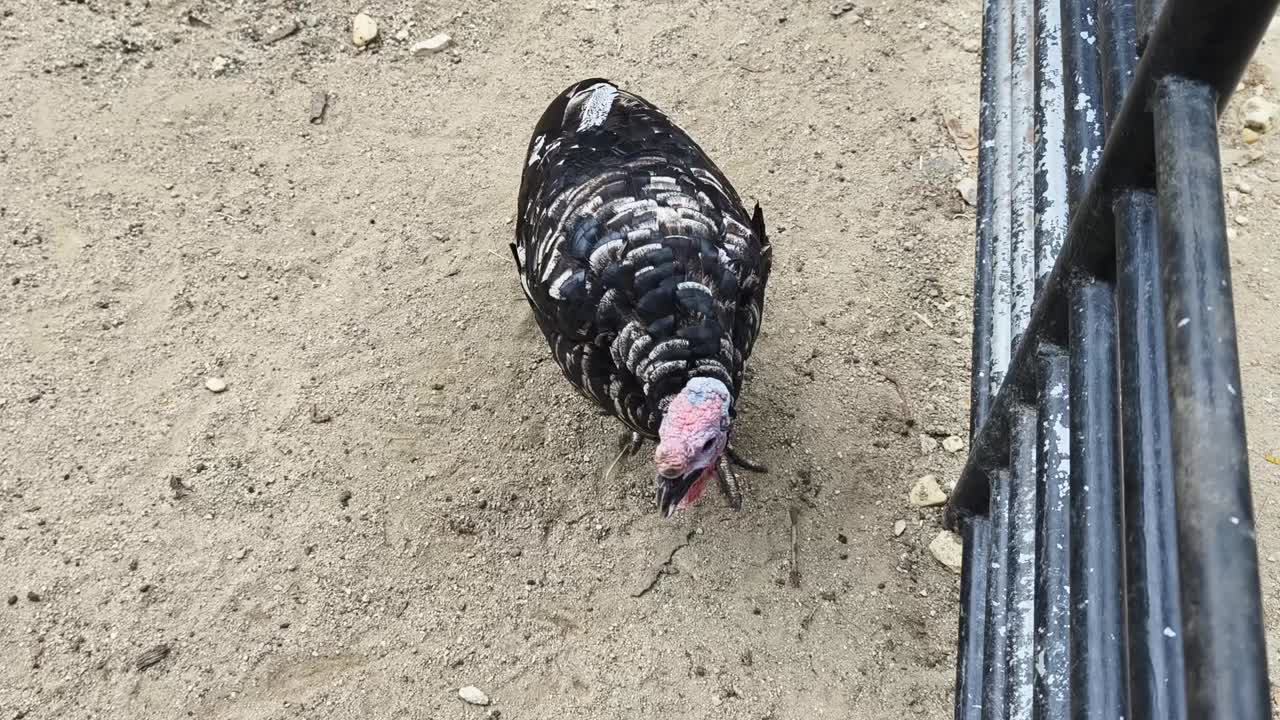 pájaro pavo en el suelo