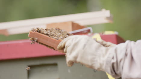 Beekeeper-in-protective-bee-suit-inspects-hive-frame,-closeup-profile