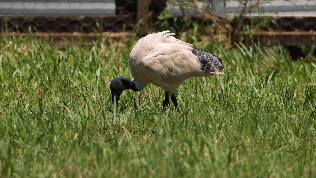 새가 땅을 고, 아마도 음식을 찾고 있을 겁니다.