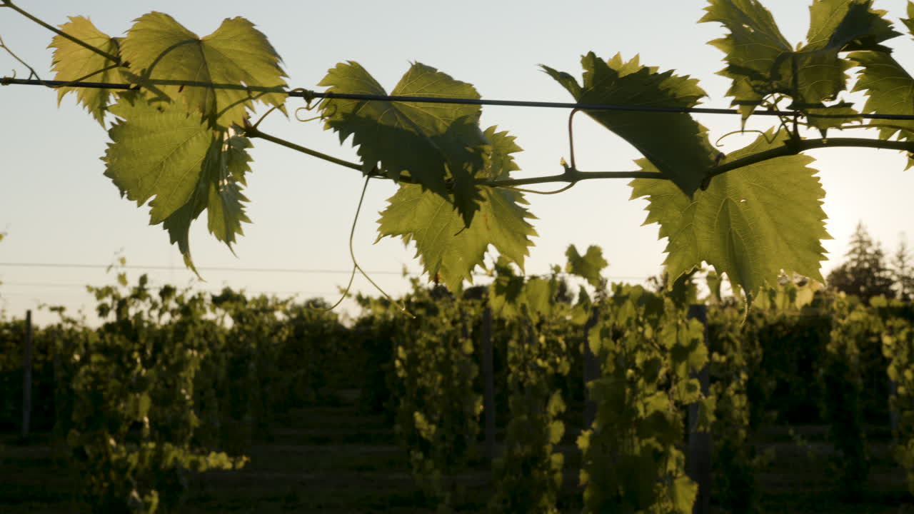 imágenes de viñedos al atardecer de vides con racimos de uvas verdes