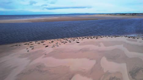 Vista-Aérea-De-La-Playa-De-Findhorn-Con-Focas-Y-Gaviotas-Cerca-De-Edimburgo,-Escocia,-Reino-Unido