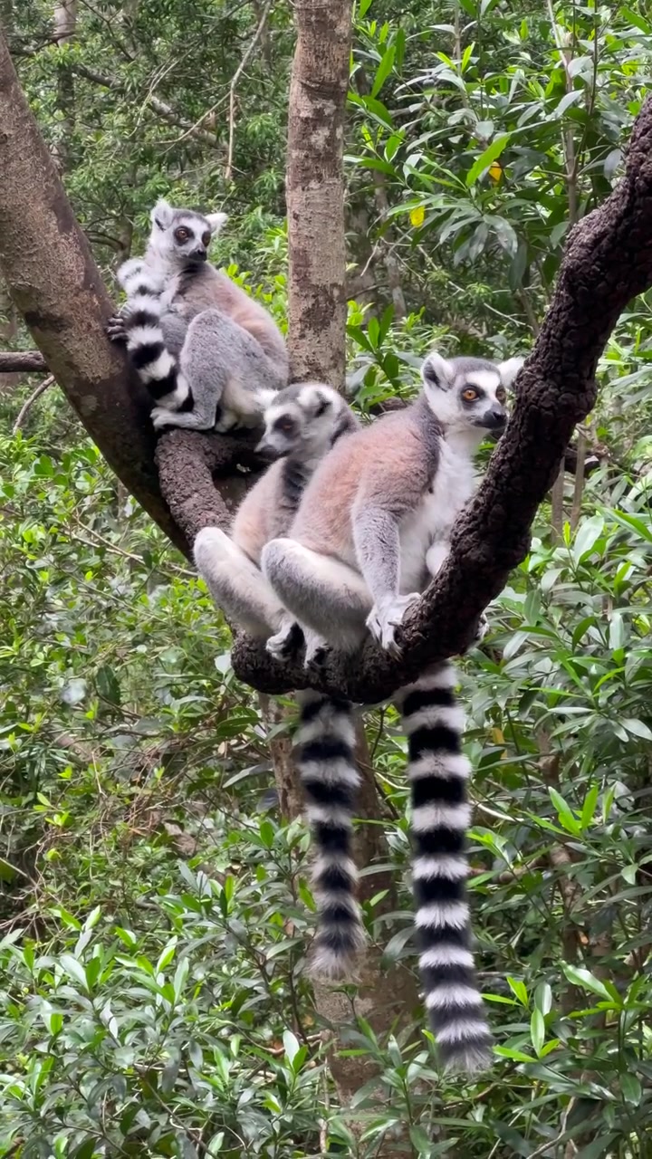 Família de lêmures-de-cauda-anelada (Lemur catta) em uma árvore no santuário Monkeyland, na África do Sul