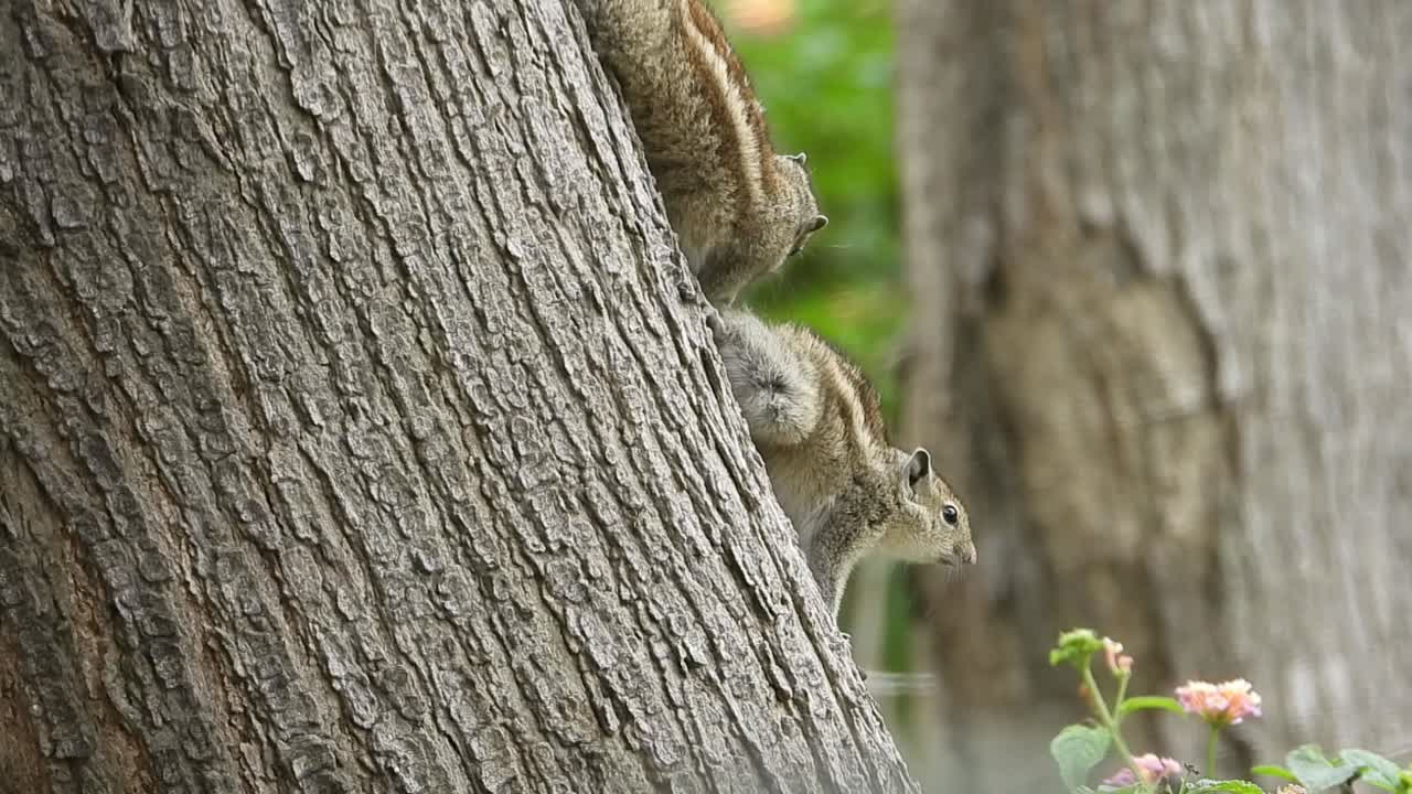 Gimbal shot of chipmunks grooming each other