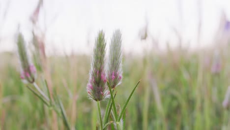 cerca de la hierba silvestre que se mueve en el viento.