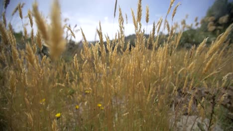 vorbei an trockenem gras