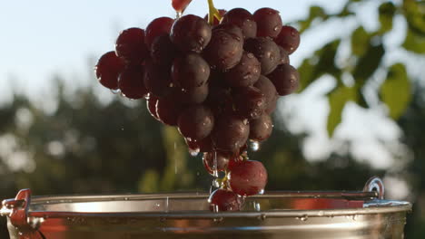 un hermoso y jugoso racimo de uvas oscuras se saca de un balde de agua