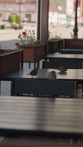 outdoor cafe tables with sparrows perched on them, surrounded by potted plants and a quiet street in the background, capturing a peaceful urban setting with natural and architectural elements