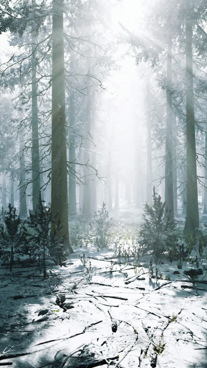 Mysterious winter forest illuminated by soft rays of sunlight