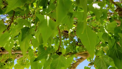 Tropical-Green-Portia-Tree-on-white-sand-beach,-leaves-and-branch-details,-coastline