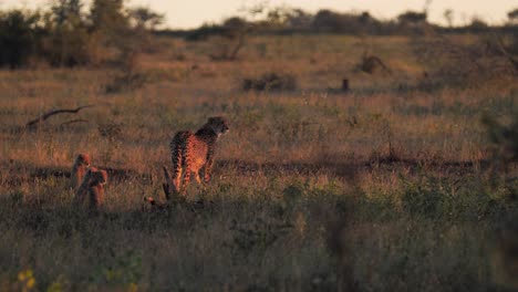 Mother-cheetah-looking-around-with-three-cubs-sitting-and-watching