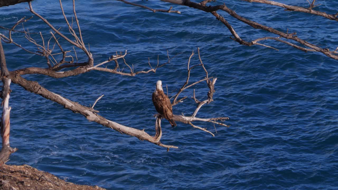 vista de pájaro cometa brahminy posado en ramitas secas cerca del agua ondulada del océano en la playa de south gorge, north stradbroke island, queensland, australia - tiro ancho