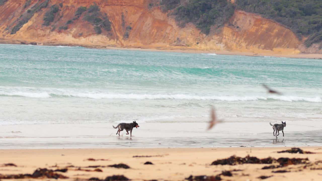 una persona y un perro disfrutan de un paseo sereno a lo largo de la gran playa de la carretera del océano, capturado en la iluminación natural y el vibrante paisaje costero