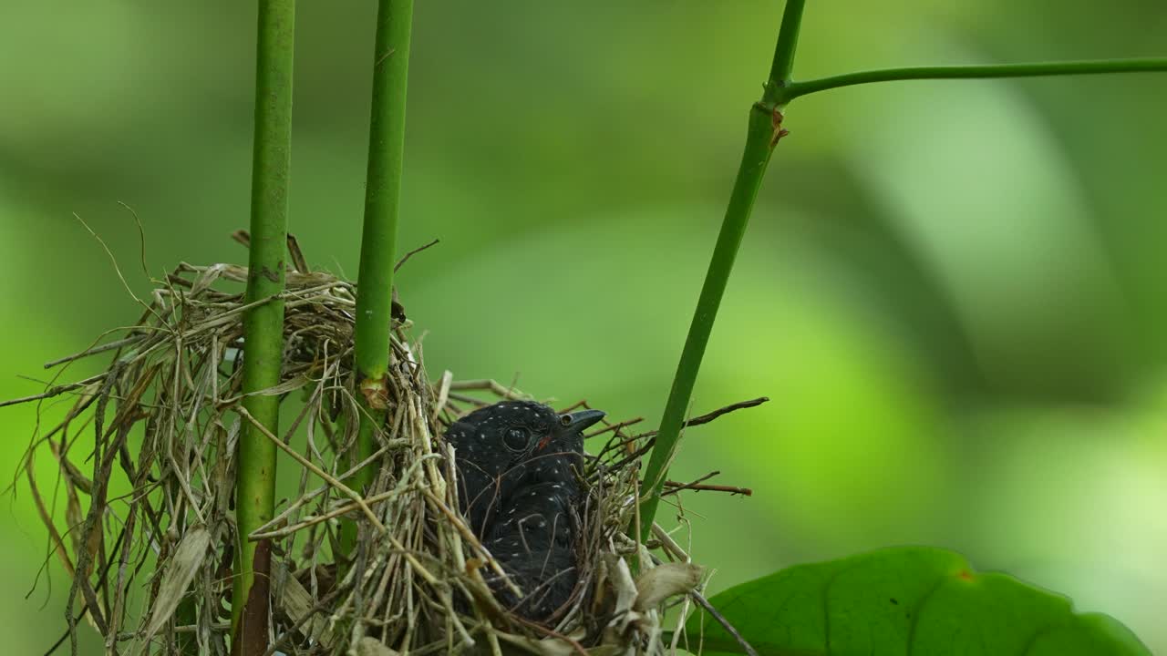 Surniculus lugubris (Drongo Cuckoo) chick nestled within a roughly constructed, open nest, made of twigs and dried grass, supported by vertical green plant stalks