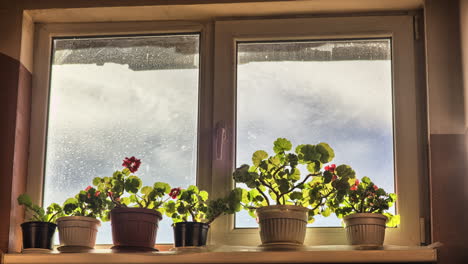 4K-timelapse-of-pots-with-flowers-and-clouds-seen-through-a-window
