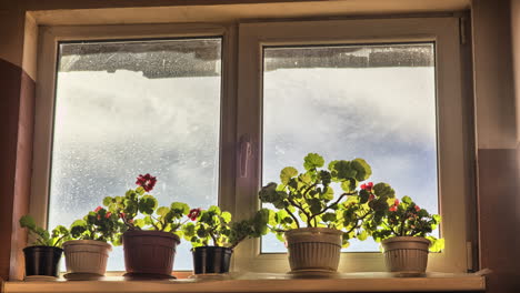 4k timelapse of pots with flowers and clouds seen through a window